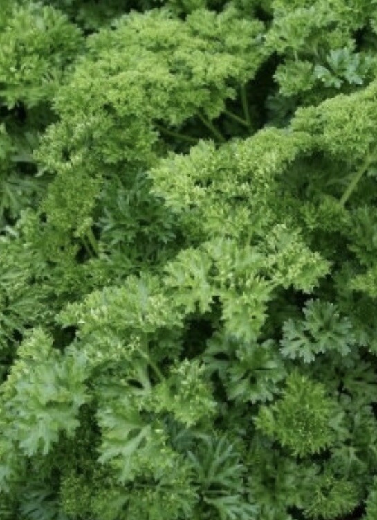 Italian Parsley Seeds Heirloom Garden Planting Non-GMO Organic