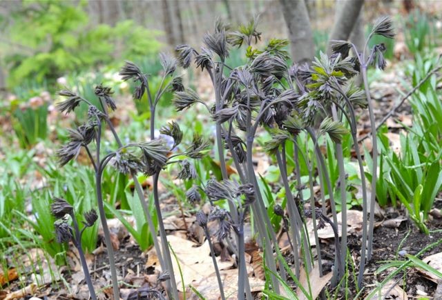 1 Blue Cohosh Bare Root Plant: Woodland Garden Perennial – Winter Hardy
