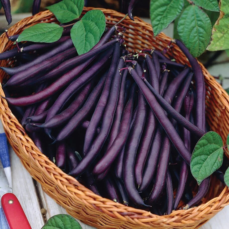 5 X PACKS – ROYAL BURGUNDY BUSH BEAN – HEIRLOOM 18.grams