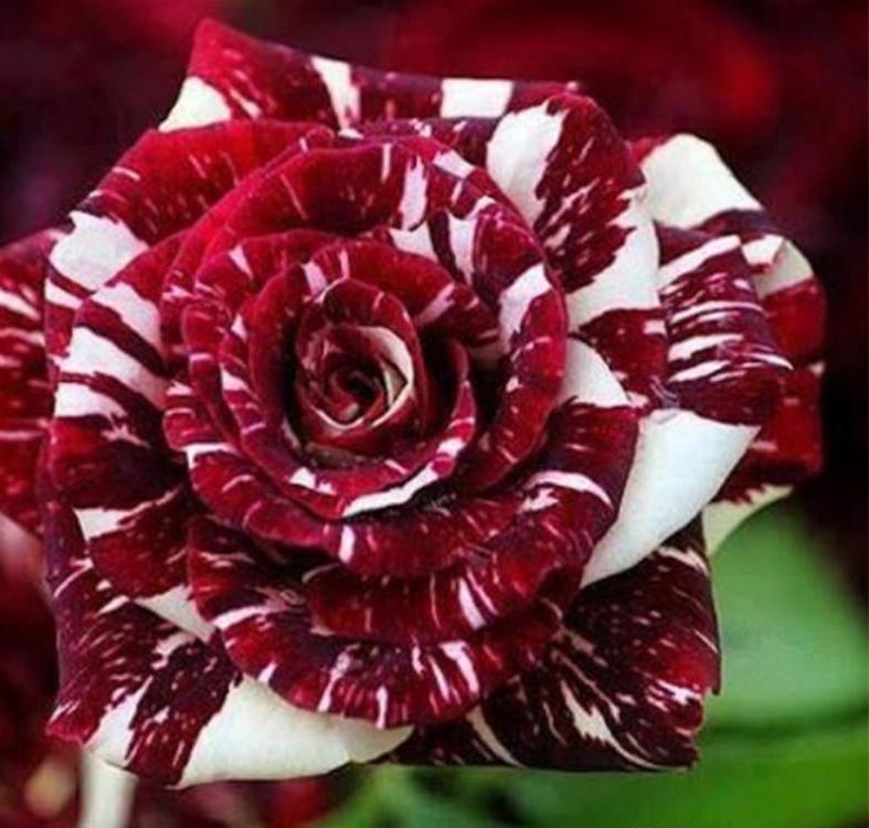 25 PACK STRIPED hybrid ROSE SEEDS for germination garden flower bed plant bush