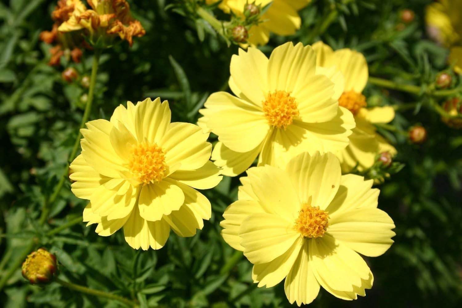 Lemon Yellow Sulphur Dwarf Cosmos Flower Seeds for Planting, 100+ Heirloom Se…