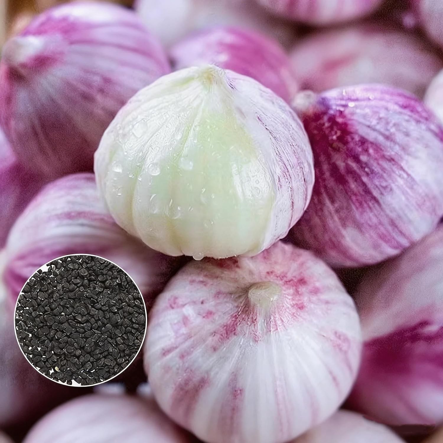 Garlic Seeds for Planting, 100 Organic Non-GMO Garlic Seeds for Planting Outd…