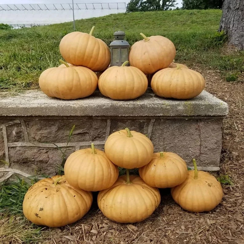 10 Long Island Cheese Pumpkin Seeds. Organic. USA Seeds. Ships free
