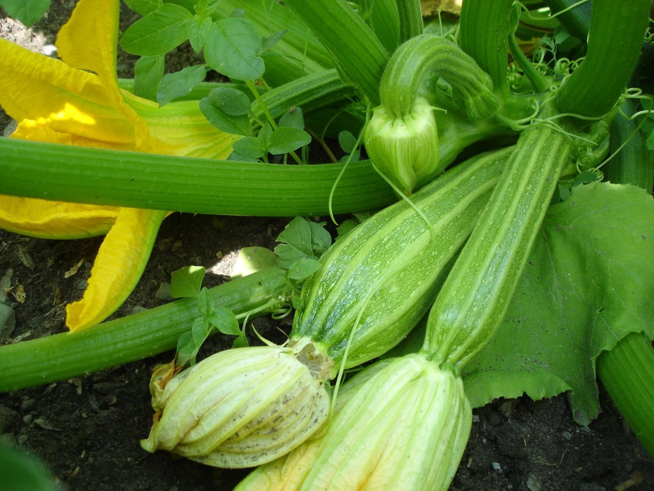 ITALIAN STRIPED ZUCCHINI SEEDS * TRADITIONAL*EARLY*ITALIAN FAVORITE* 20 COUNT