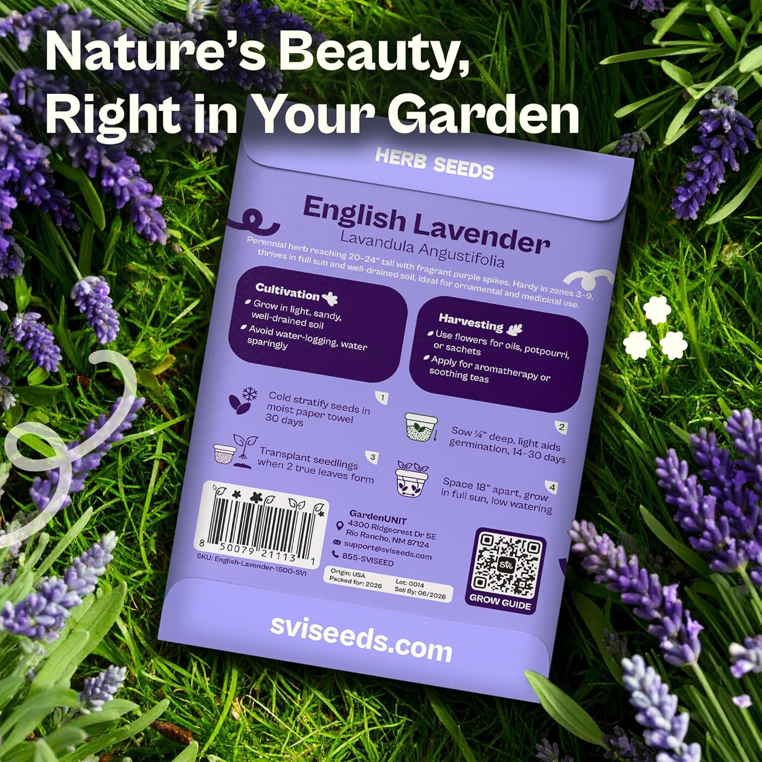 1500 English Lavender Seeds for Planting (Lavandula Angustifolia) – Fragrant Per