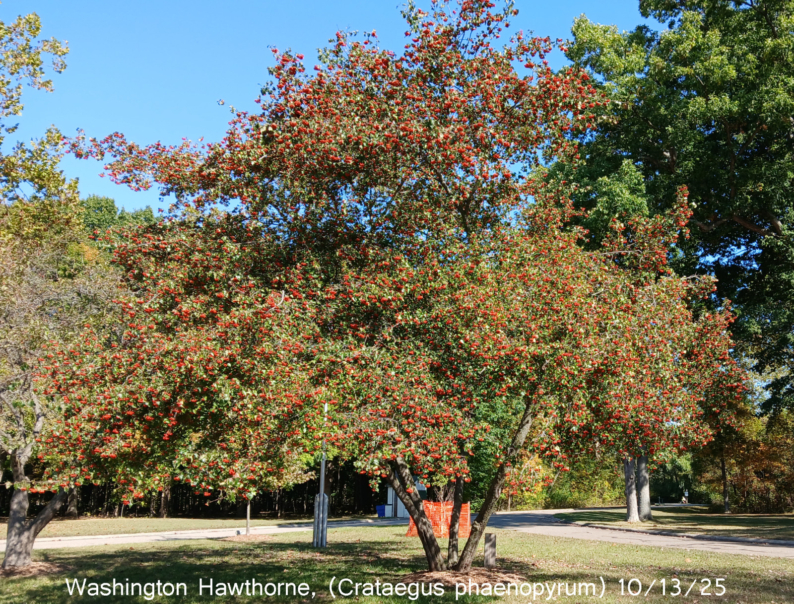 Washington Hawthorn (Crataegus phaenopyrum) , 10 fruit