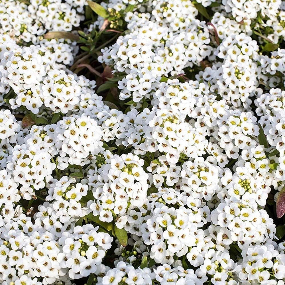 Perennial Sweet Alyssum Seeds – 1 lb. White Lobularia Maritima Seeds for Grou…