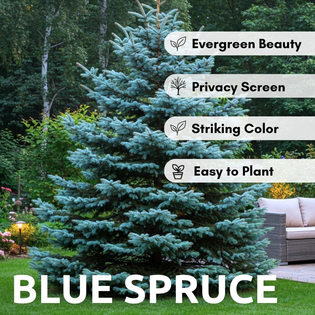 Plant 100 Blue Spruce Seeds Picea pungens glauca for Bonsai or Landscaping