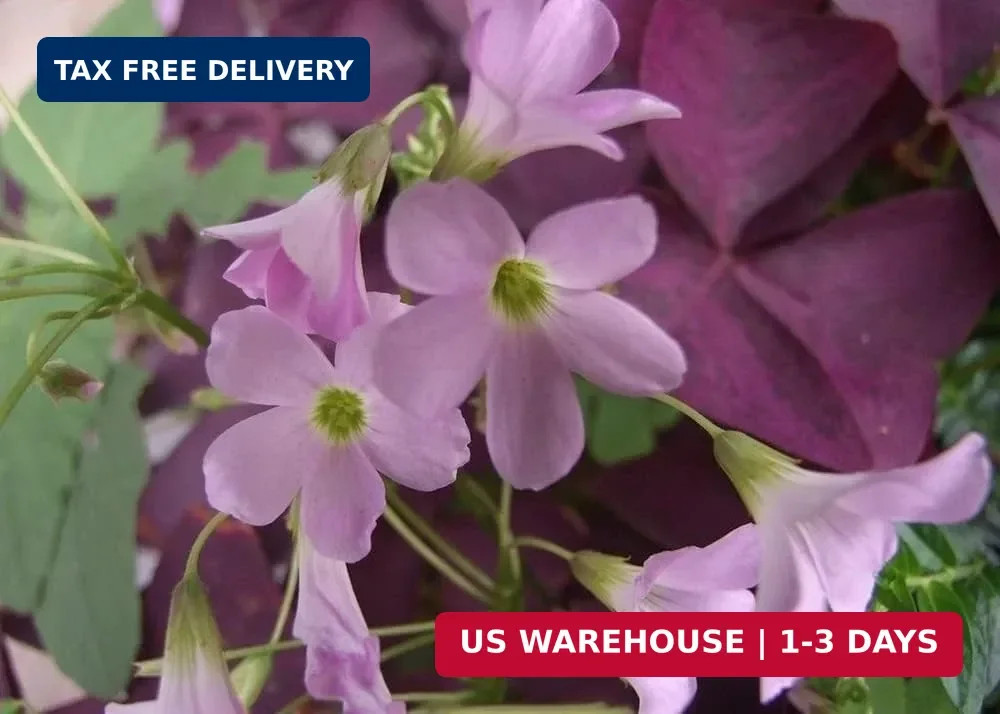 12PCS Purple Shamrocks Bulbs Good Luck Plant Purple Oxalis Bulbs for Planting Gr