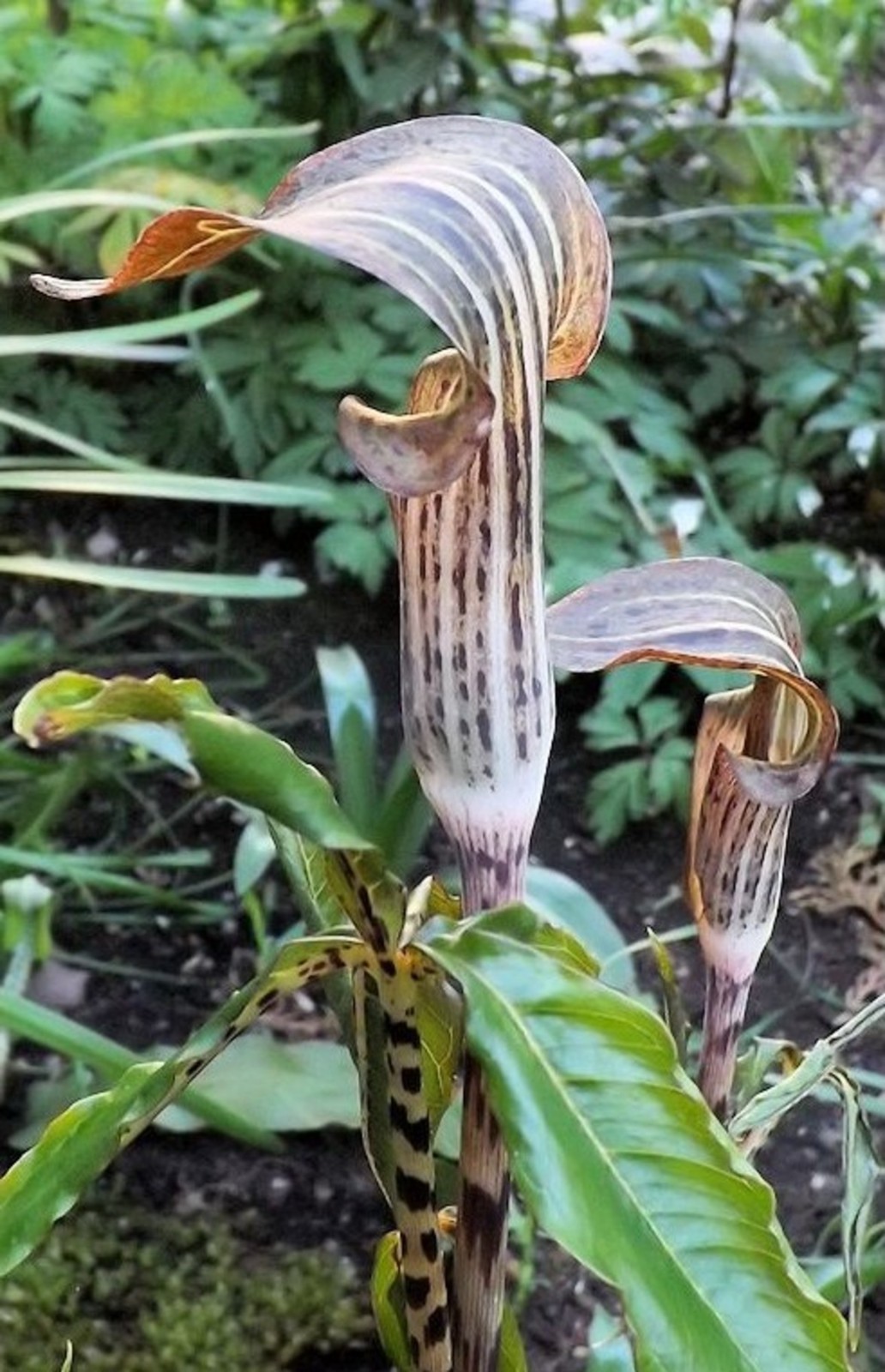 Arisaema Nepenthoides 5 Seeds, Jack In The Pulpit Cobra Lily
