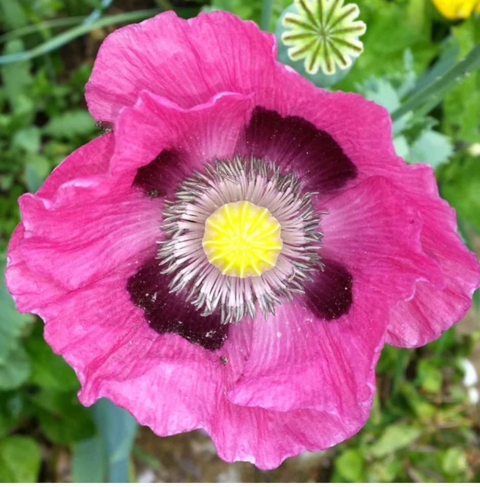 400+ Pepperbox Poppy Seeds **Fresh Seeds** ~~Free Shipping~~
