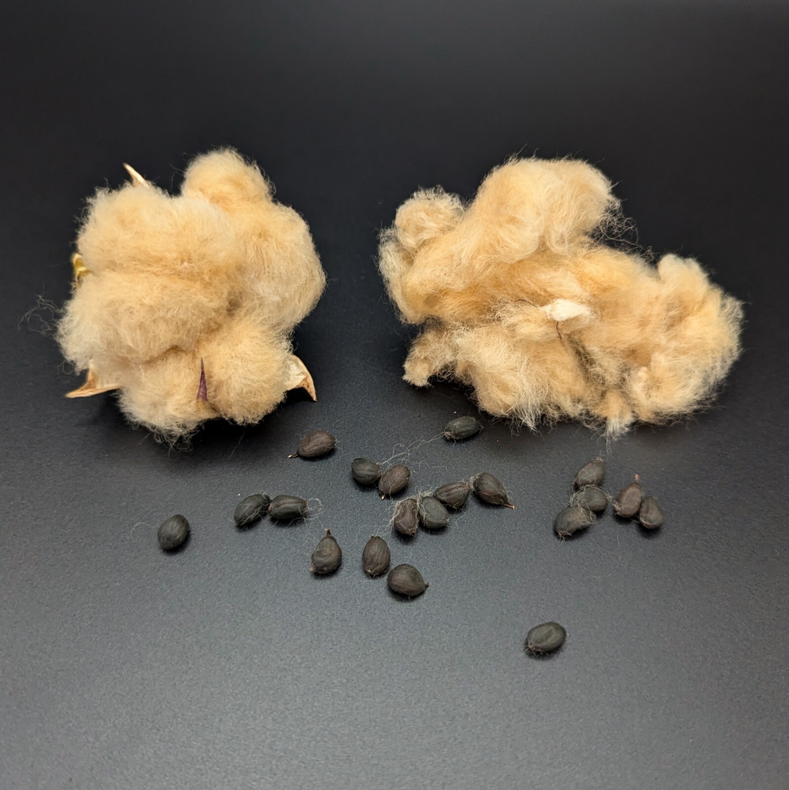 10 FRESH Brown Cotton Seeds, Gossypium hirsutum