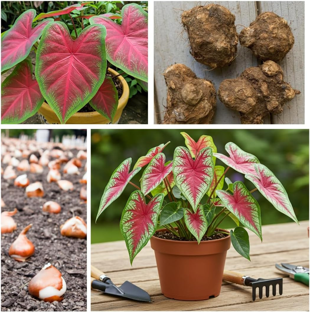 Dragon Heart Caladium Bulbs for Planting – Perennial Hosta, Elephant Ears, Fancy