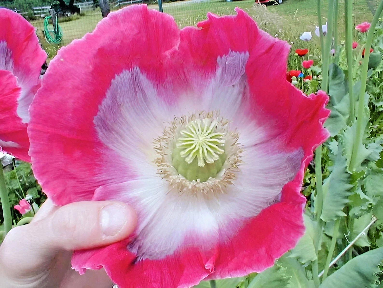 8000+ Giant Rattle Poppy Seeds – P. Somniferum – Massive Seed Heads&Huge Blooms