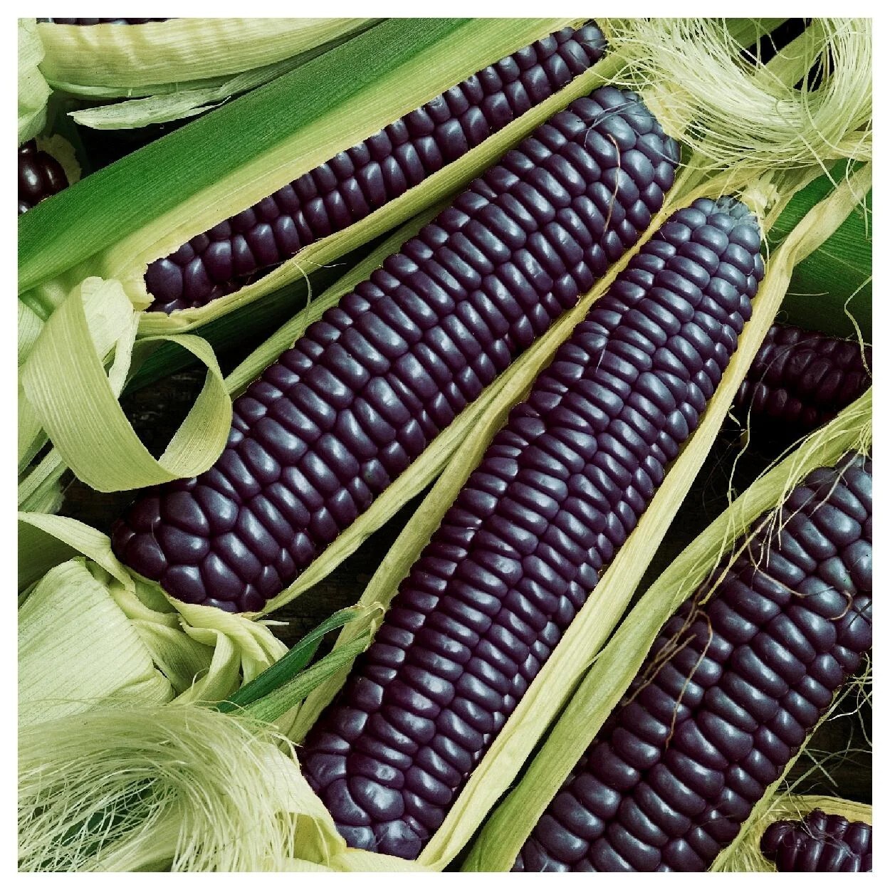 1/4 lb Hopi Blue Improved Ornamental Corn Seeds -Organic NON-GMO 2025 Season