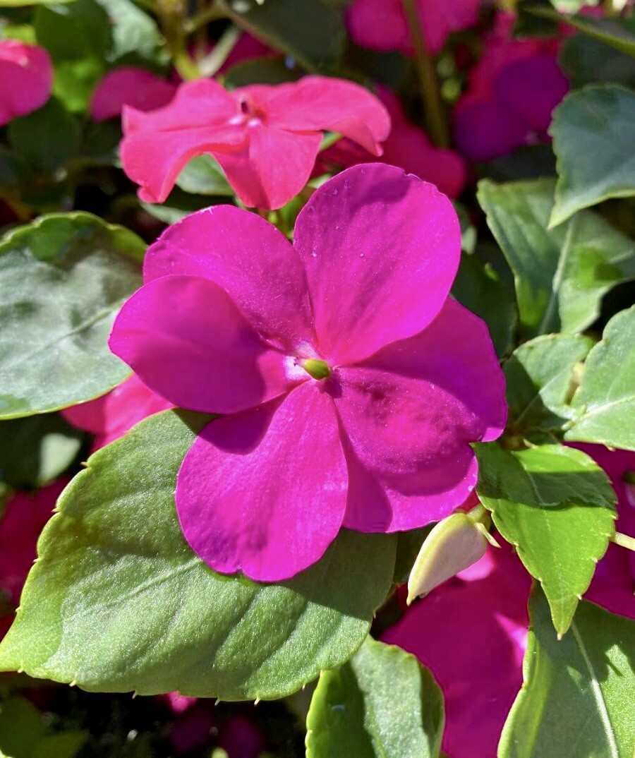 Pink Impatiens Walleriana, Busy Lizzie, Balsam – 50 seeds 2024 – USA