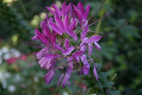 Cleome Purple Spider Plant Seeds Pollinators USA Non-GMO Size:20-100