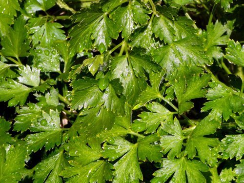 Parsley Italian Flat Leaf Dark Green Garden Herb By Seed Kingdom 1/4 LB Seeds