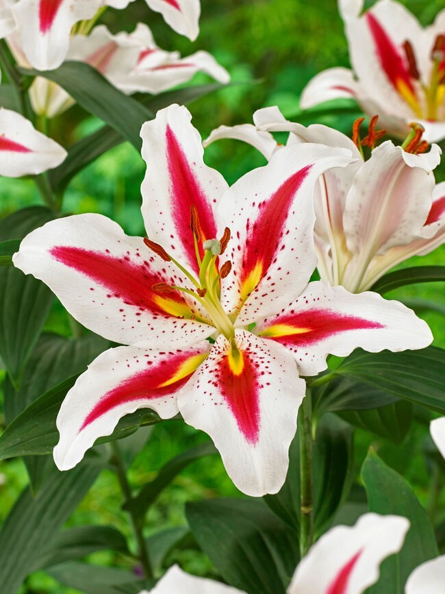 2 ORIENTAL LILY BIG SMILE Perennial Flower Bulbs ” SPRING SHIPPING ” US Seller