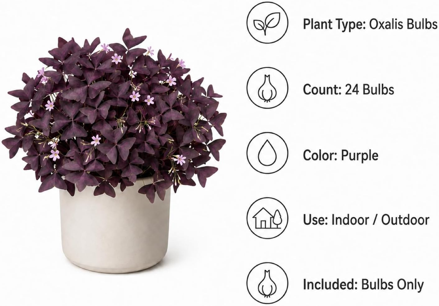 Pack of 24 Purple Shamrocks Bulbs, Oxalis Bulbs for Planting, Oxalis