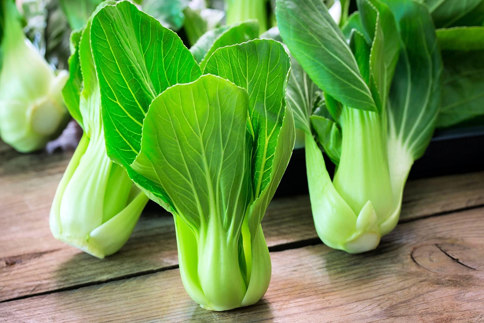 Bok Choy Chinese Cabbage Seeds for Planting – (Pak Choi) Heirloom, Non-GMO Veget