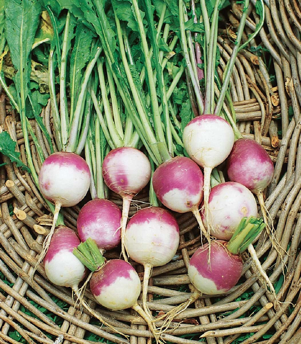500+ American Purple Top Rutabaga Seeds for Planting – USA – FREE SHIPPING!