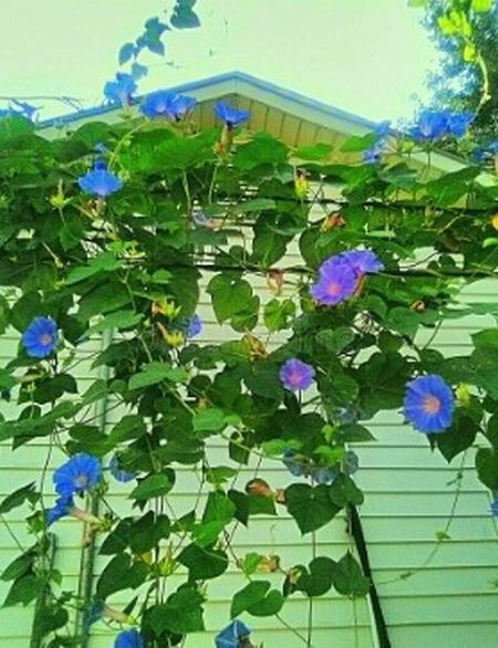 10 MORNING GLORY Seeds Heavenly Blue Ascending Vines Bell Flower Climbs Zone3-10