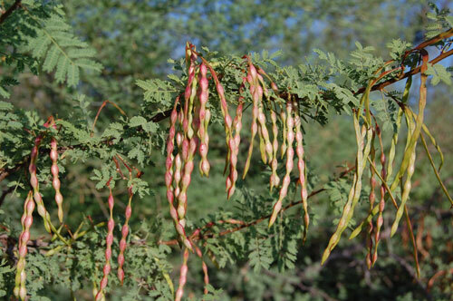 White Thorn Whitethorn Acacia (Acacia Constricta) Tree Seeds 35 Seeds (02)