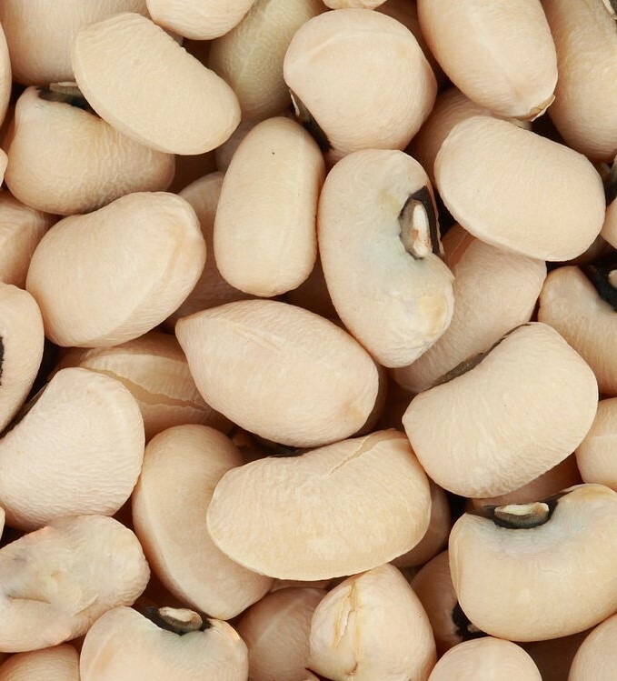 100 Texas CREAM COW PEA Southern Pea Bush Vigna Unguiculata Vegetable Seeds