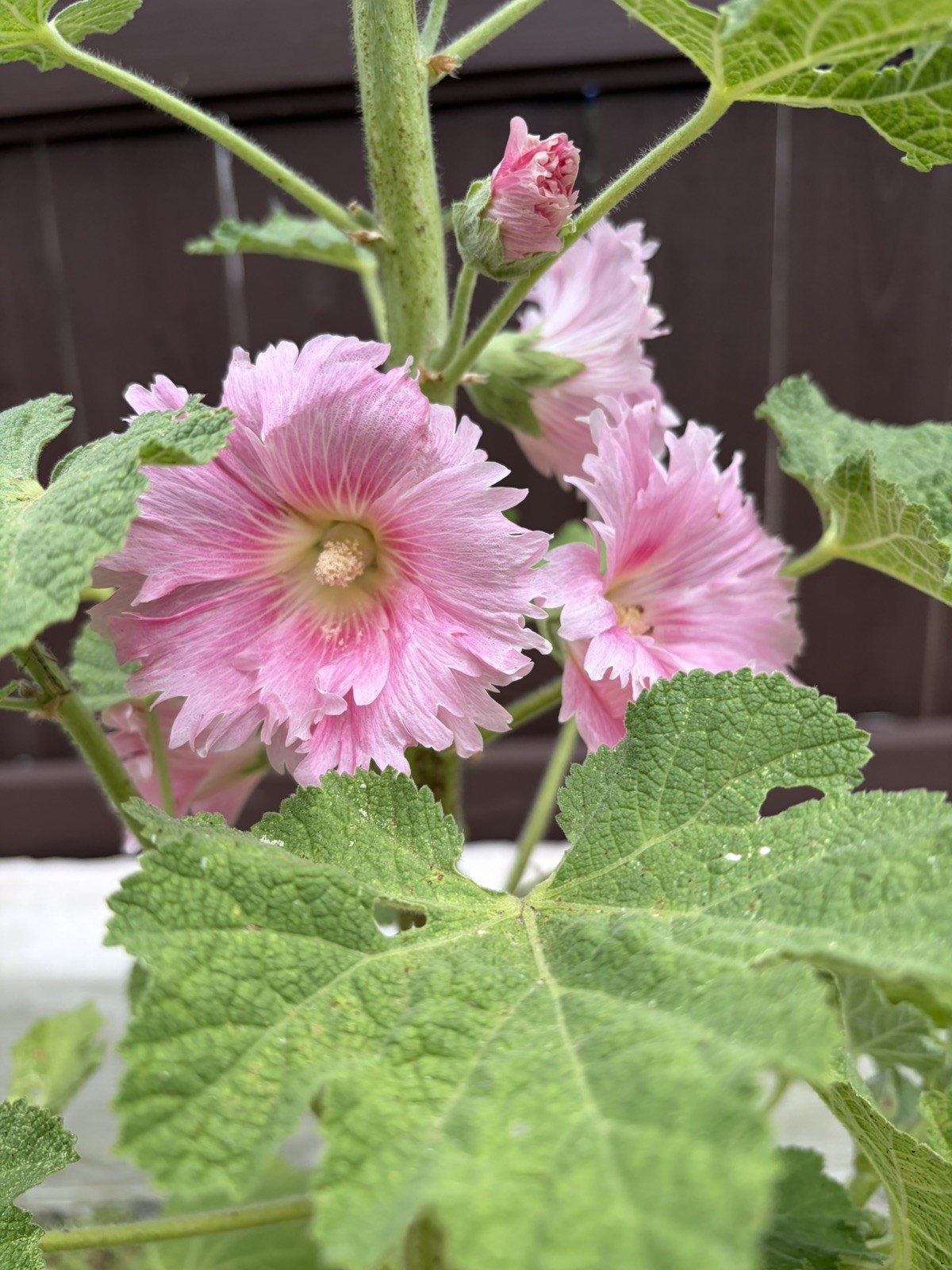 200 (2026) Fresh Hollyhock Flower Seeds Variety Color Pack Free Shipping