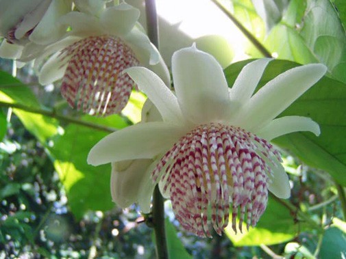 Passiflora adenopoda | Passion Flower | 5_Seeds