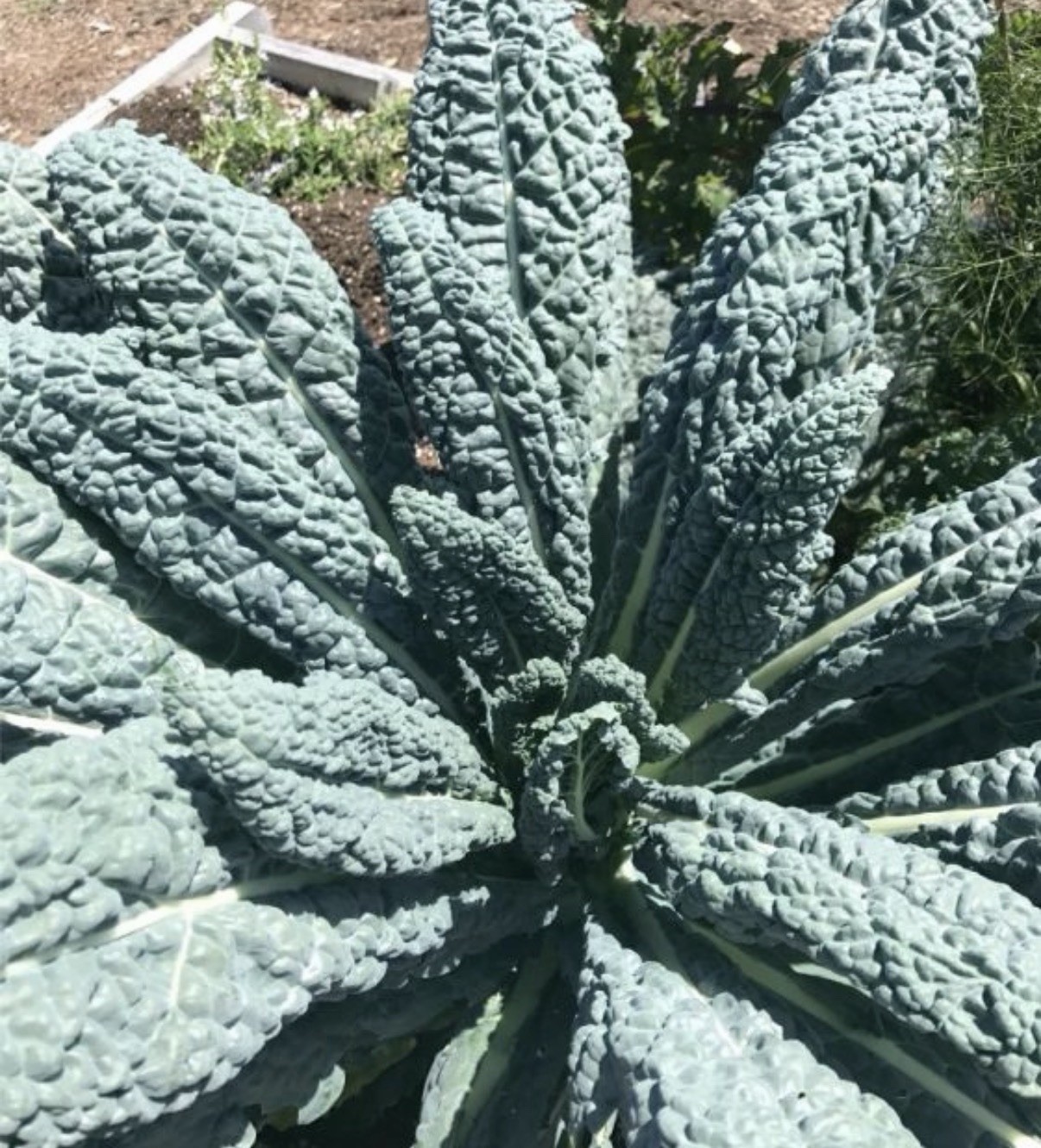 Tuscan Black Kale Seed, Sprouting and Garden Growing Seeds