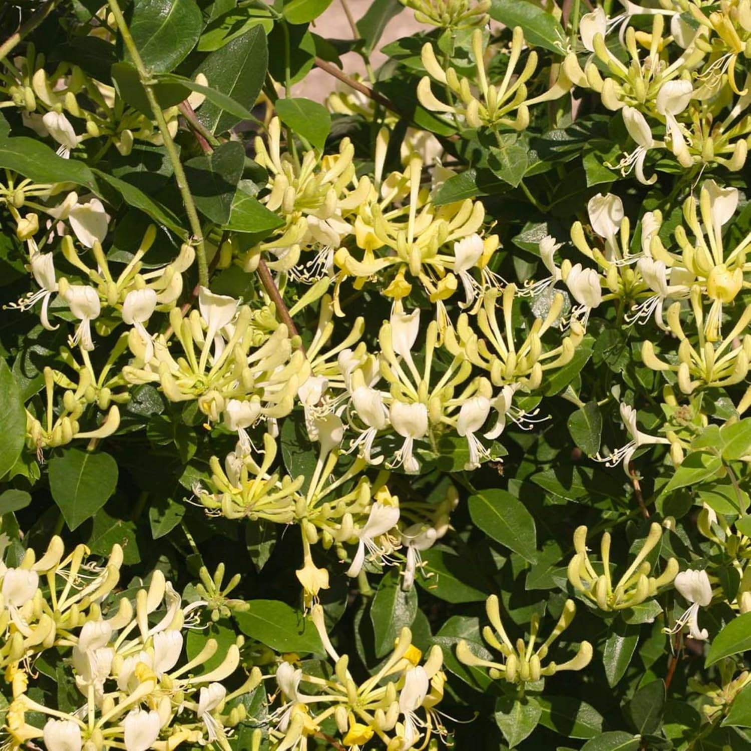 300+ Honeysuckle Seeds for Planting Honeysuckle VineHoneysuckle Flower for G…