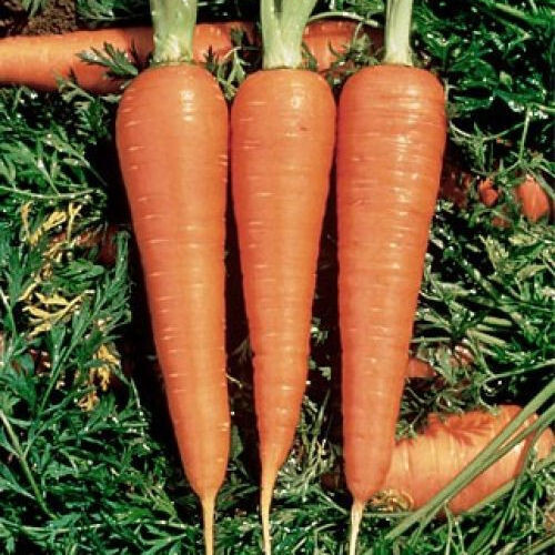DANVERS CARROT 1100 SEEDS NON-GMO FRESH FOR 2024 GARDENS