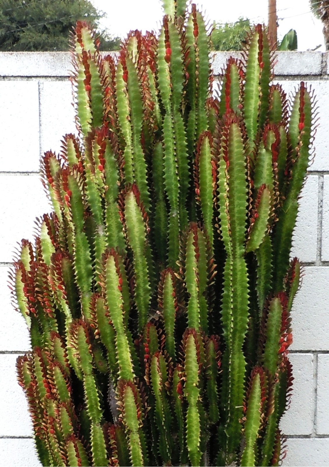 Live Succulents – Euphorbia Trigona Rubra Red African Milk Tree (11 inches)