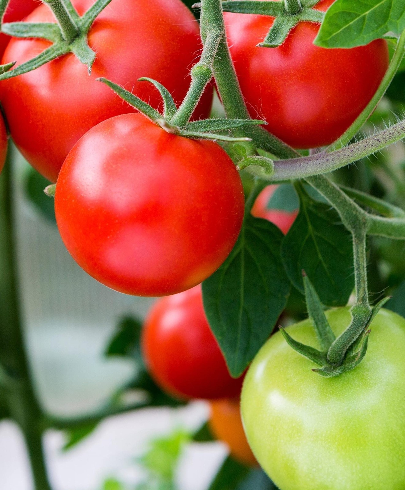 50 Choice New Harvest of Fresh Sweet Campari Premium Tomato Seeds-B 12