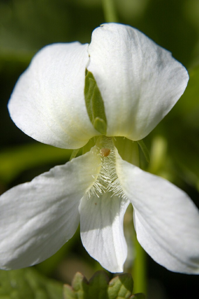 15 White Flowered Blue Violet seeds ~ Viola sororia ~ Native *Free US Shipping*