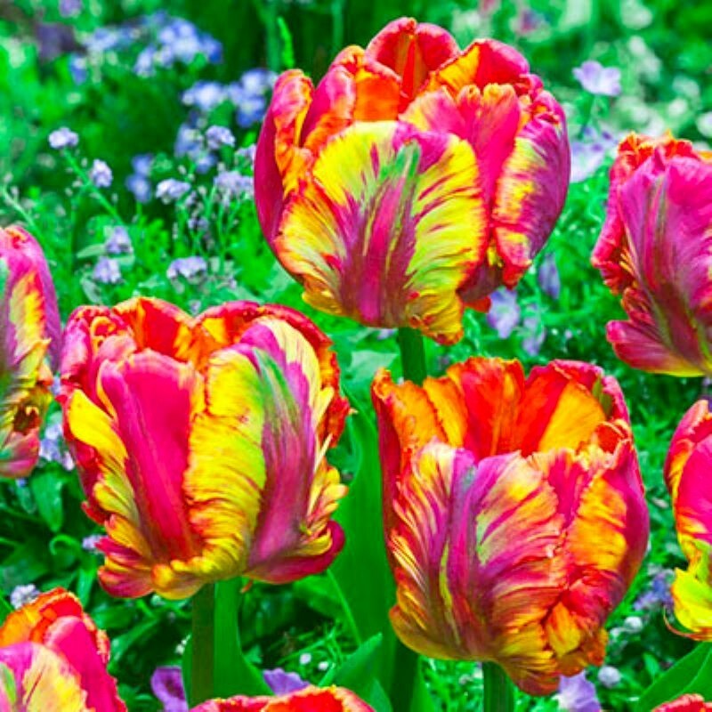 50 Parrot Tulip Flower Seeds Much Less Money Than Bulbs