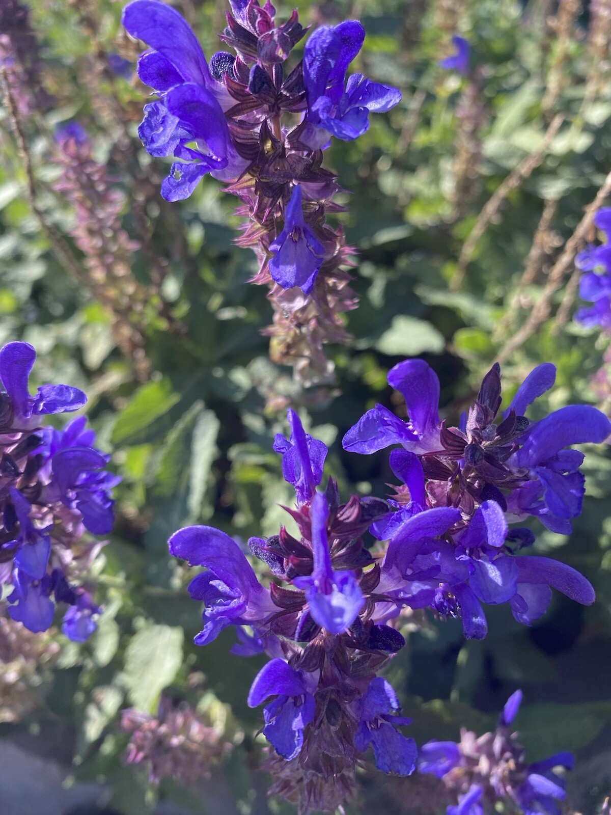 30+ SEEDS Blue Salvia Perennial