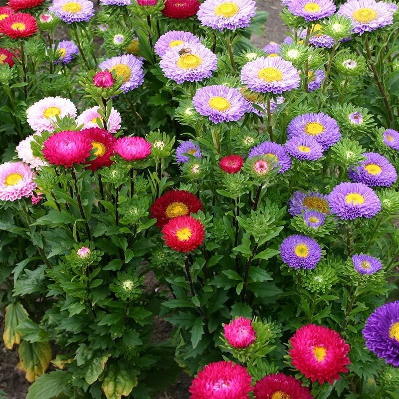 300 Aster, China POWDERPUFF Mix seeds Blooms Flowers Non-GMO