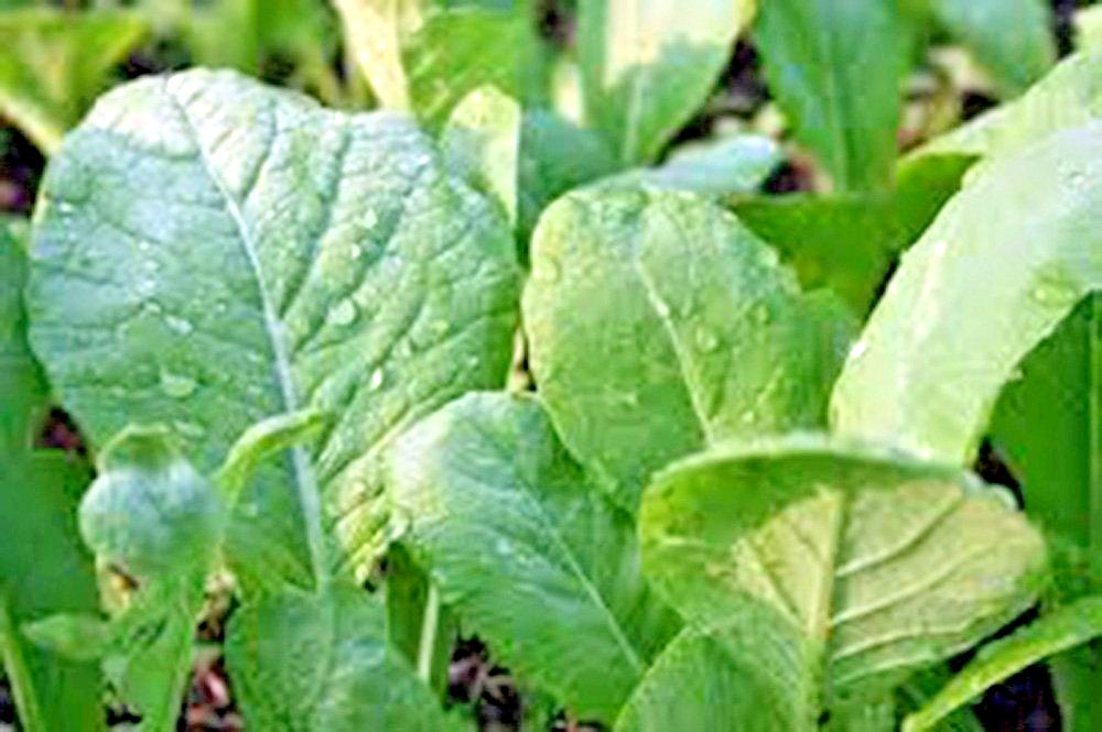 600+TENDERGREEN MUSTARD Seeds Organic Spring Fall Garden Container Greens Easy