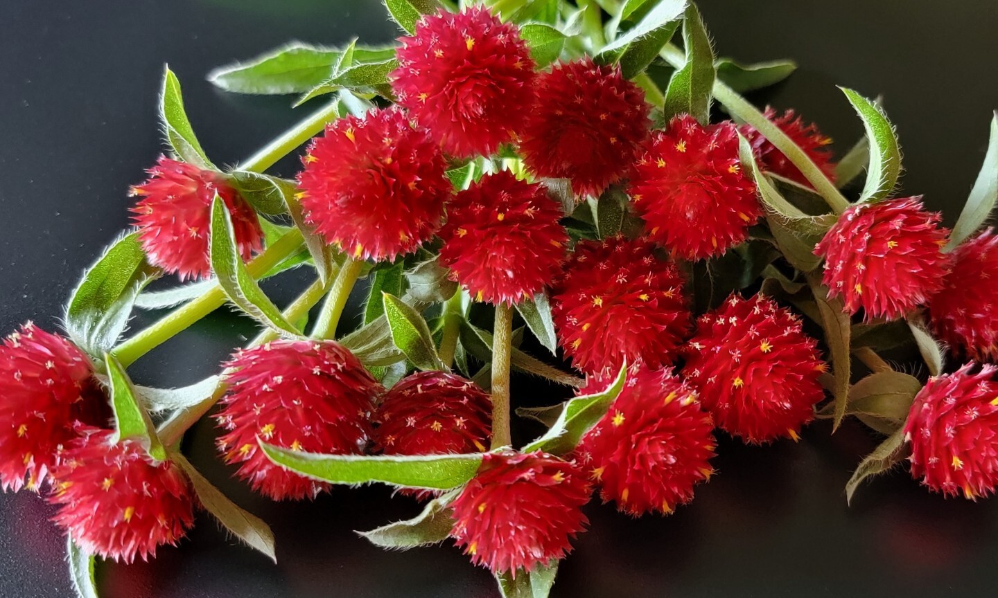 100 Gomphrena Strawberry Fields seeds