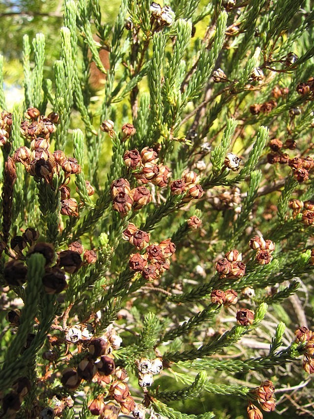 Erica baccans | Berry Heath | 20 Seeds
