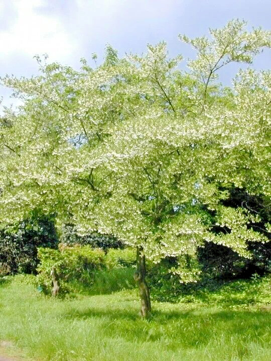 10 SOHUKSAN JAPANESE SNOWBELL SEEDS – Styrax japonicus ‘Sohuksan’