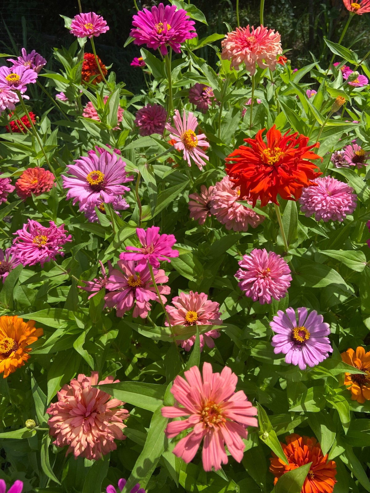 CACTUS ZINNIA – 30 Fresh Seeds – Mixed Colors – GORGEOUS Blooms!! FREE Shipping