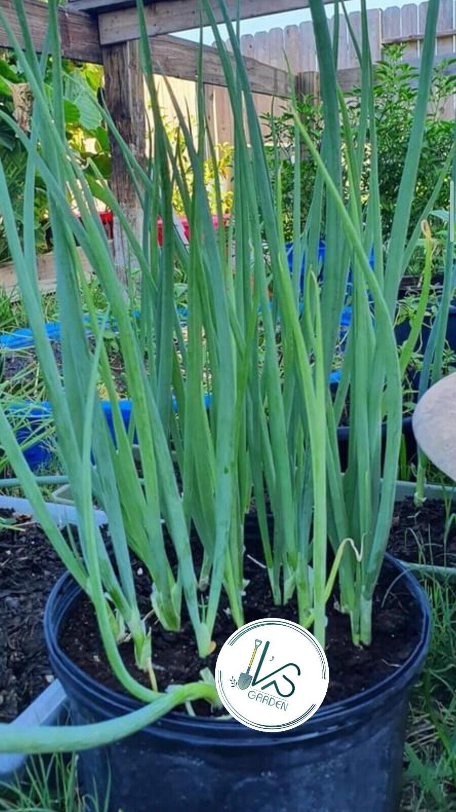 WHITE BUNCHING ONION SEEDS, HÀNH LÁ, 蔥