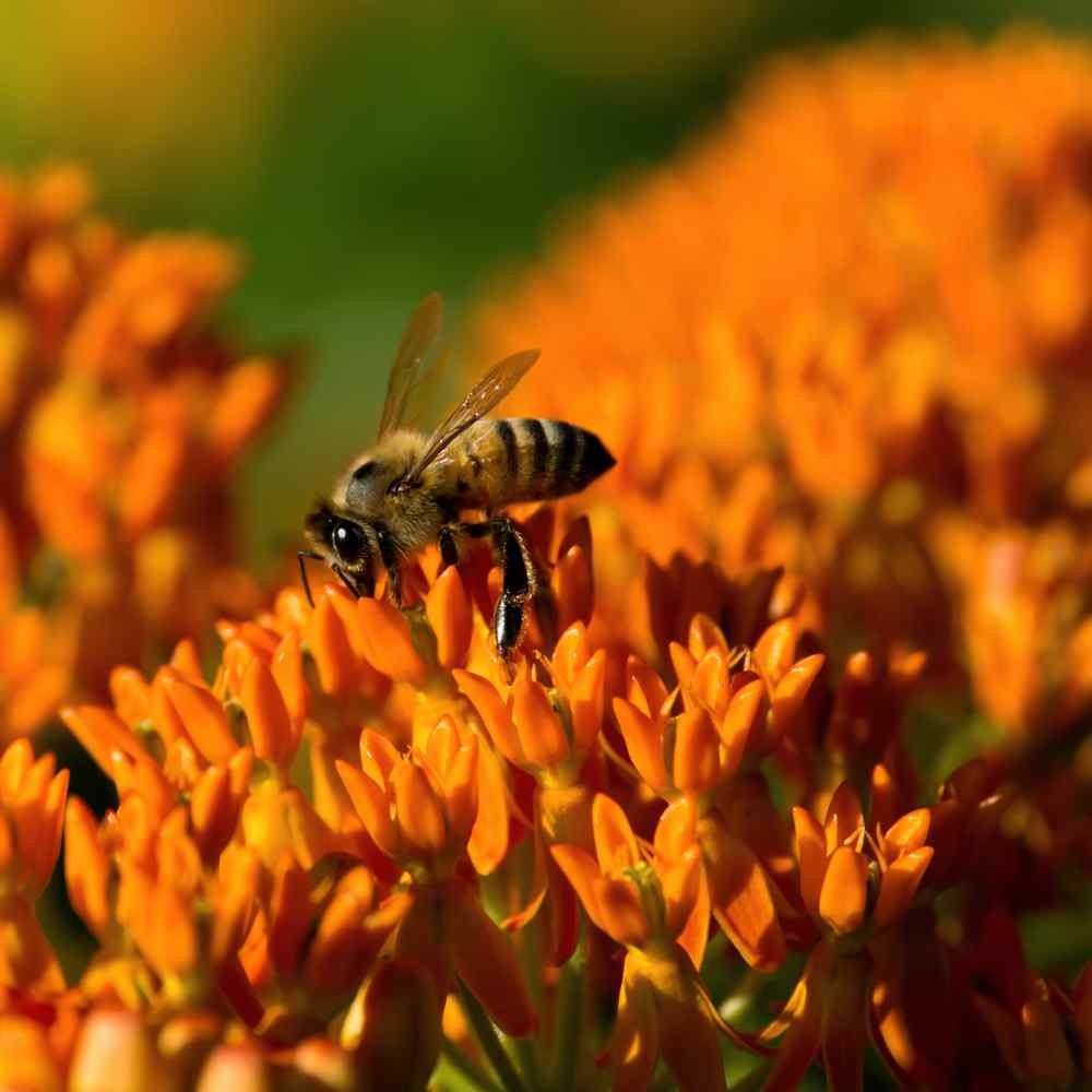1000 Seeds Butterfly Weed Asclepsias Tuberosa Drought Tolerant Milkweed