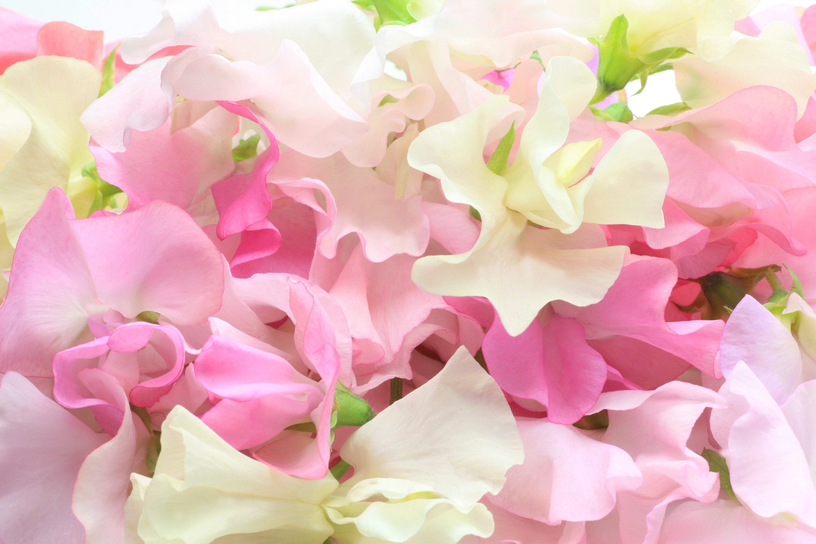 60 Mixed Colors SWEET PEA ROYAL Family Mix Lathyrus Odoratus Flower Vine Seeds