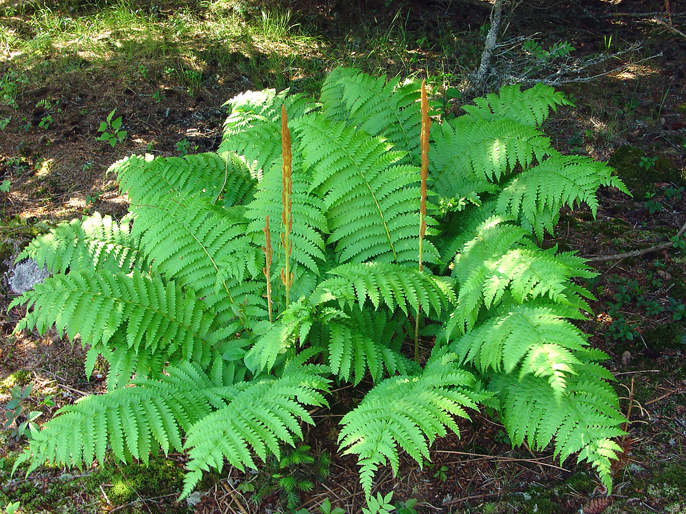 20 CINNAMON FERN rhizome/root-(osmundastrum cinnamomeum)