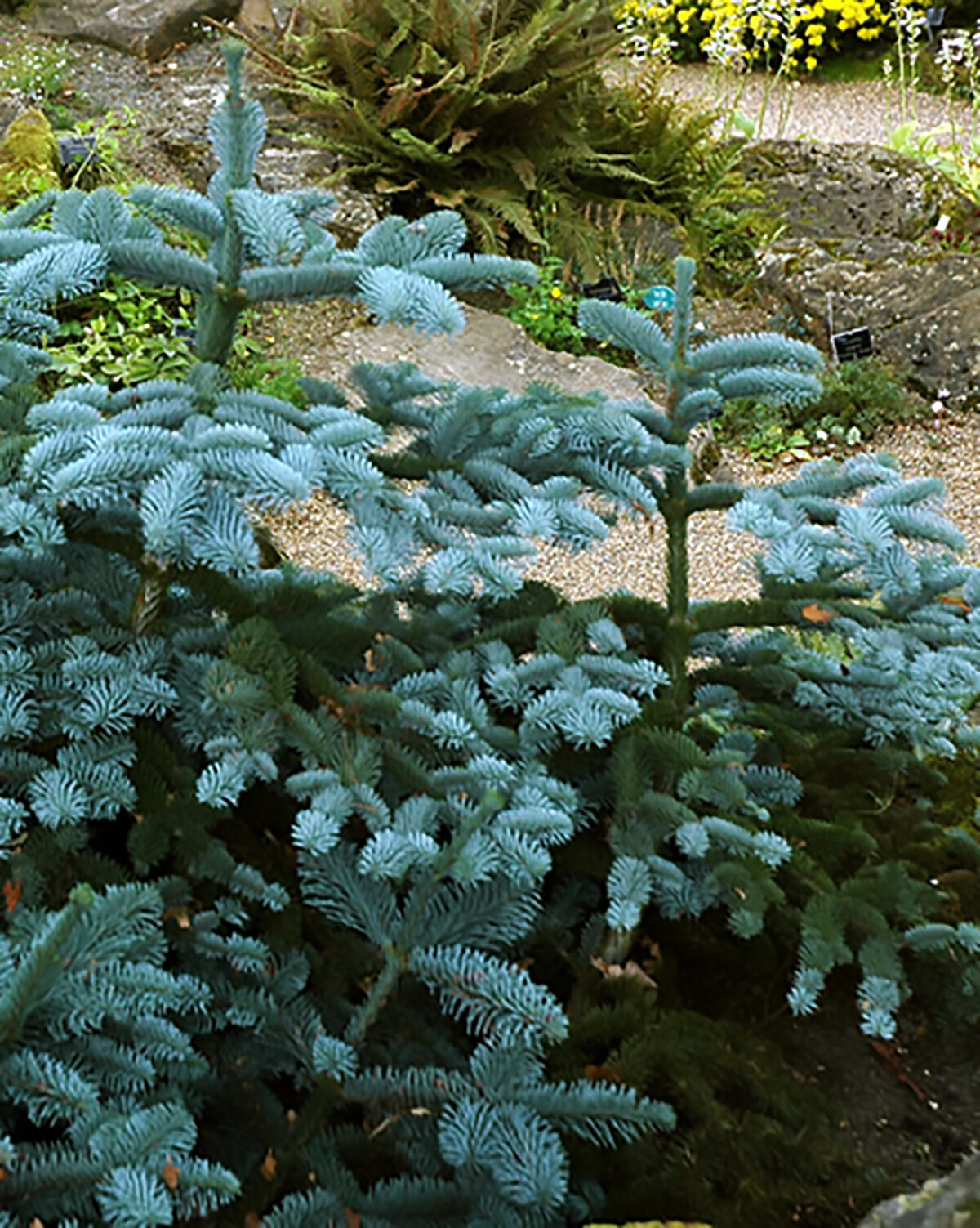 Blue Noble Fir, Abies procera glauca, (Abies nobilis), Tree Seeds